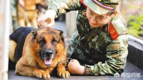 适合家养的警卫犬:想养一只看家犬，有什么好的推荐？