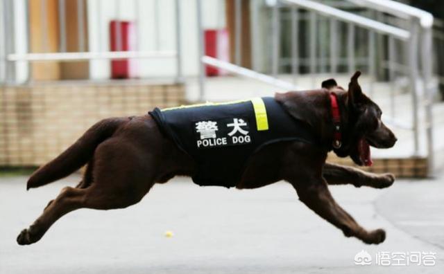 警犬来了:警犬来了剧情介绍 我们常见的警犬是哪些狗狗？