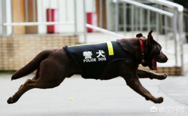 适合家养的警卫犬:想养一只看家犬，有什么好的推荐？