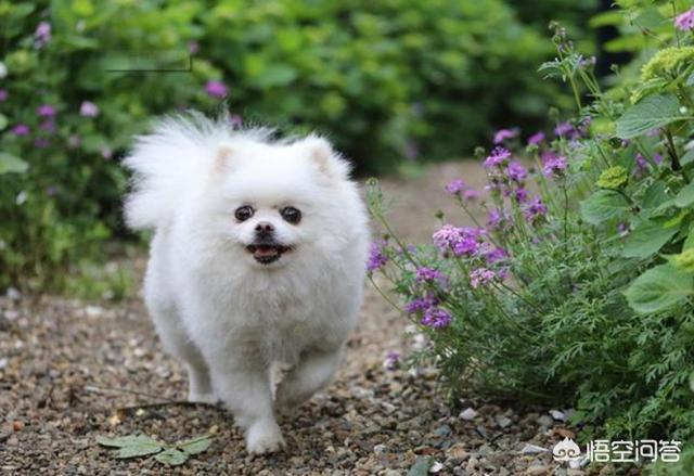 南京皇朝博美犬舍网站:南京皇朝博美犬舍网页 博美犬贵不贵？怎样养比较好？