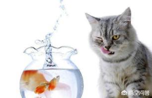 猫吃鱼图片:都知道，吃鱼食会有鱼刺，那么猫吃鱼，会被鱼刺卡住吗？