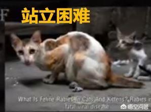 人猫狂犬病症状图片:猫得狂犬病的初期症状是什么？