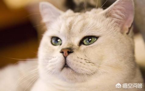 猫咪减肥容易吗:猫咪会不会意识到自己很胖需要减肥呢？
