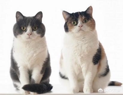 猫咪减肥容易吗:猫咪会不会意识到自己很胖需要减肥呢？