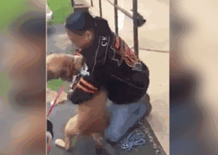 人和狗分开之后，狗狗还会记得以前的主人吗？插图55