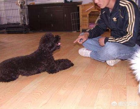可爱贵宾狗狗壁纸:贵宾犬一般来说会有什么样的坏习惯？