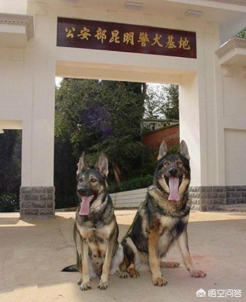 警犬来了:警犬来了剧情介绍 我们常见的警犬是哪些狗狗？
