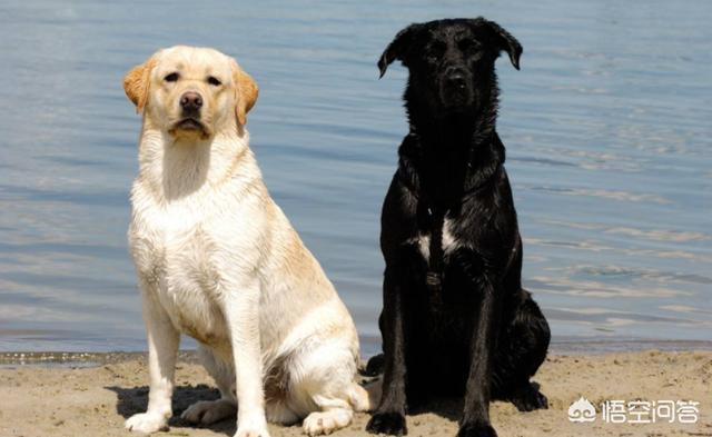 三个月的英牛犬有多重:6个月的拉布拉多体重多少算正常？有没有什么喂养方法更健康？