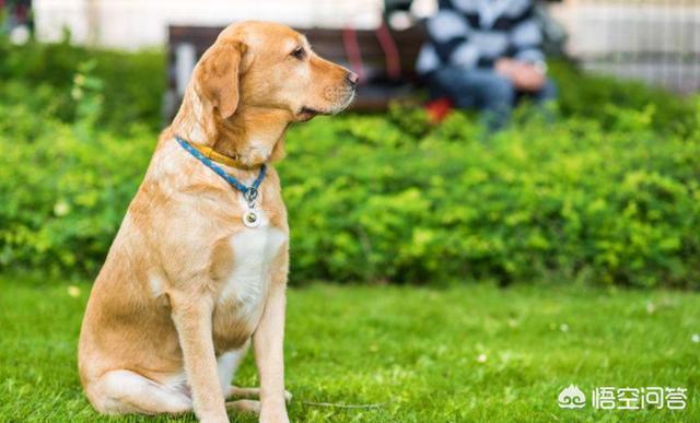 三个月的英牛犬有多重:6个月的拉布拉多体重多少算正常？有没有什么喂养方法更健康？