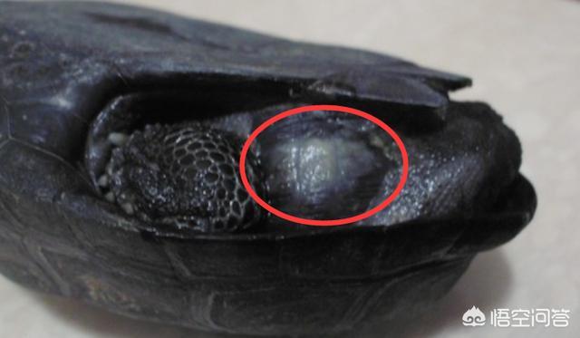 头盔蛋龟怎么养:养的头盔龟腐皮了应该怎么办？