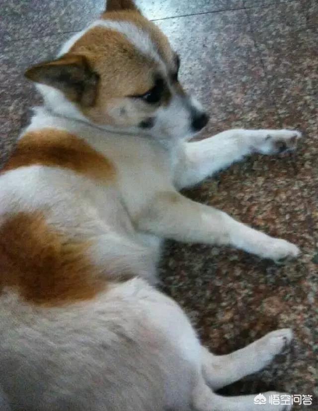 人和狗分开之后，狗狗还会记得以前的主人吗？插图48