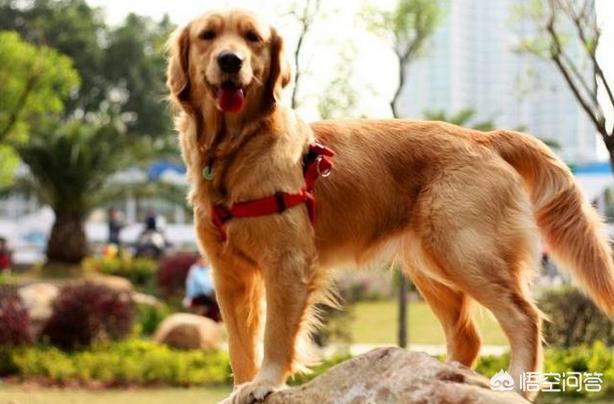 金毛犬的饲养训练视频教程:如何系统性地增强一只金毛犬的战斗力？