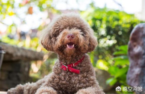 可爱贵宾狗狗壁纸:贵宾犬一般来说会有什么样的坏习惯？
