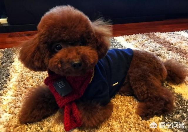 泰迪贵宾壁纸:为什么泰迪犬那么多人养？