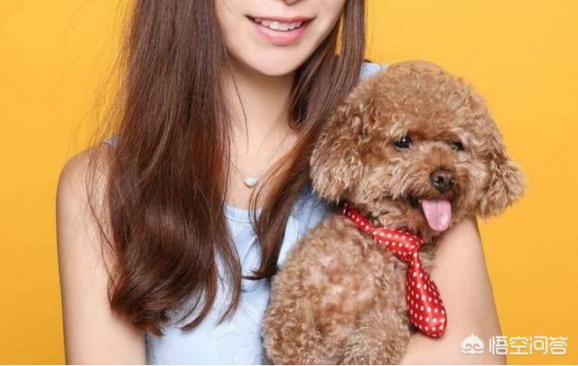 泰迪贵宾壁纸:为什么泰迪犬那么多人养？