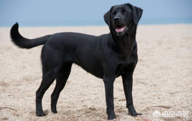 三个月的英牛犬有多重:6个月的拉布拉多体重多少算正常？有没有什么喂养方法更健康？