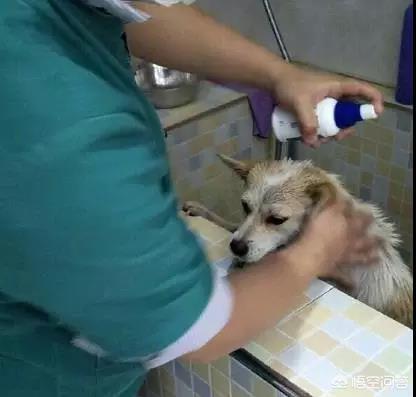 人和狗分开之后，狗狗还会记得以前的主人吗？插图52