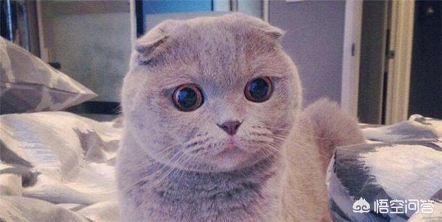 好养活的宠物猫排名:猫咪是不是真的比狗狗好养？ 十大宠物猫排名