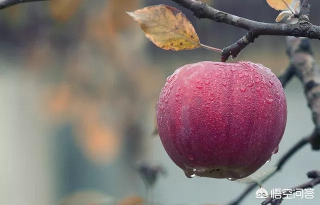 全国每四个平安果就有一个来自陕西，为什么说陕西苹果甲天下？