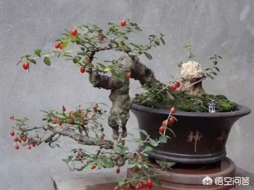 枸杞树图片:枸杞树怎么移植？多长树龄的枸杞树移植最好？
