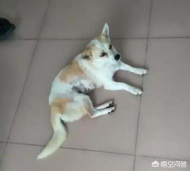 人和狗分开之后，狗狗还会记得以前的主人吗？插图49