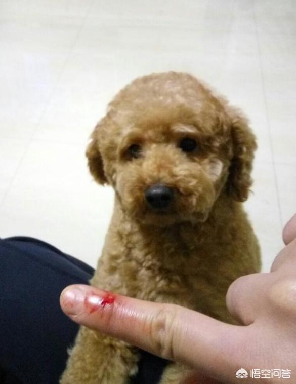 可爱贵宾狗狗壁纸:贵宾犬一般来说会有什么样的坏习惯？