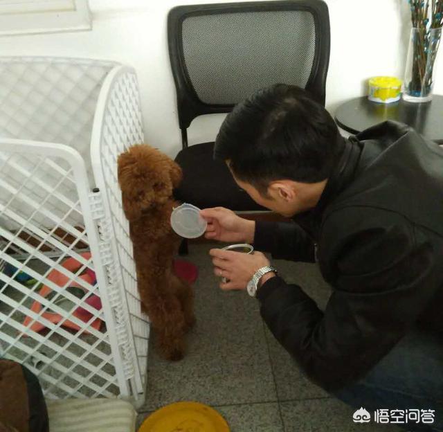 调教女犬:金毛在幼龄期怎么调教？怎么教它一些动作或者让它学习一些东西？