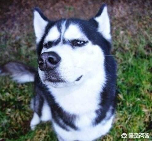 可卡犬图片:养一只丢人的狗是什么体验？