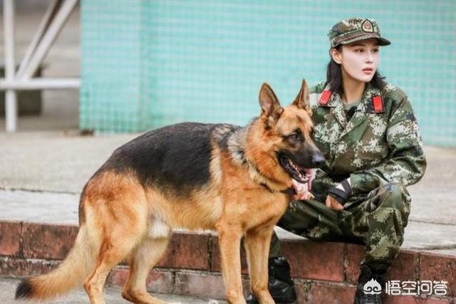警犬来了:警犬来了剧情介绍 我们常见的警犬是哪些狗狗？