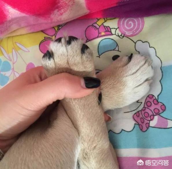 法国波尔多犬什么样的:如何挑选纯种的法国斗牛犬？