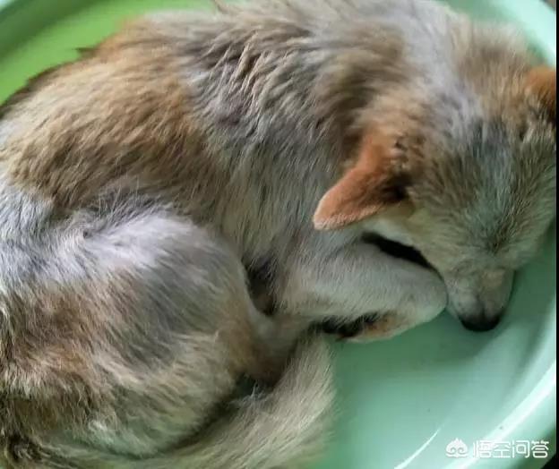 人和狗分开之后，狗狗还会记得以前的主人吗？插图50