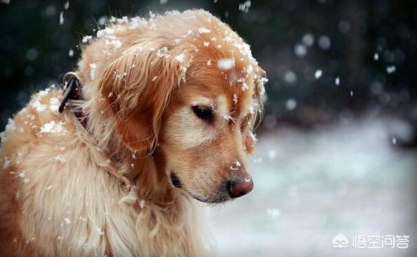 金毛犬的饲养训练视频教程:如何系统性地增强一只金毛犬的战斗力？