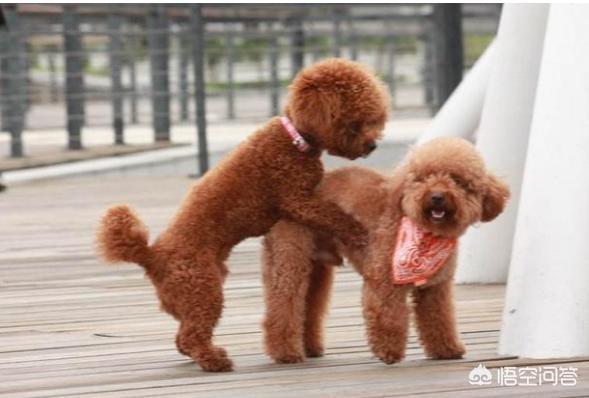 可爱贵宾狗狗壁纸:贵宾犬一般来说会有什么样的坏习惯？
