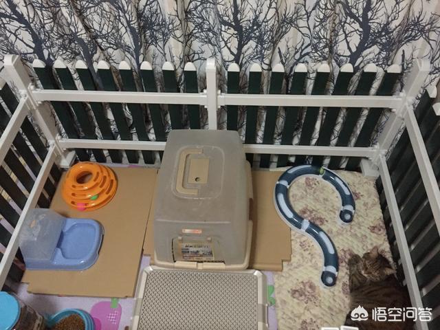 调教女犬:金毛在幼龄期怎么调教？怎么教它一些动作或者让它学习一些东西？