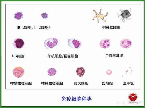 中性粒细胞特点图片