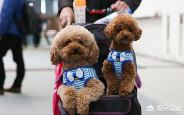 德文卷毛猫价格下滑:德文卷毛猫怎么突然降价了 养了一只猫，毛到处都是，清理多少次都没用，各位有什么办法吗？