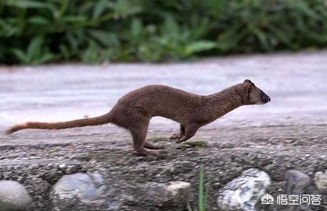 头条问答 - 黄鼠狼这种动物究竟有多厉害?(2个回答)