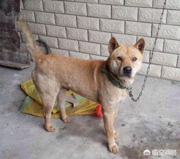 2019中华藏獒网:中华田园犬和藏獒哪个更聪明一些，为什么？