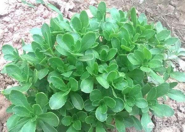 野菜种植前景如何？有哪些野菜品种适合人工栽培？