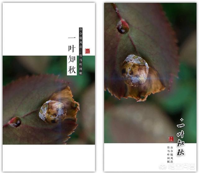 制作图片加文字的软件手机，想在手机相片、视频上添加文字，用哪个软件最简单