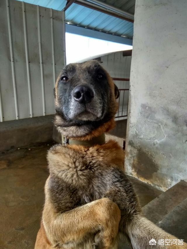 马犬跟牧羊犬打架视频:军犬对比护卫犬，军犬战斗力能强过藏獒吗？