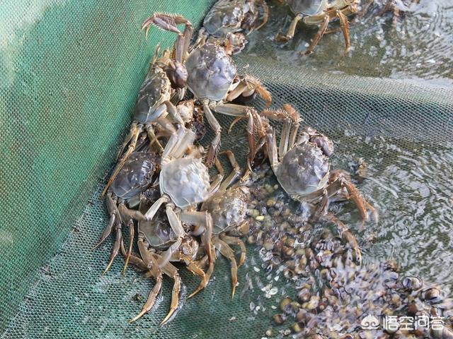螃蟹可以壮阳吗，阳澄湖大闸蟹是不是比任何一种河蟹都好吃呢为什么