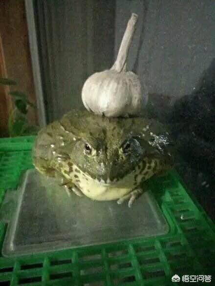 最简单的cosplay是怎样的呢？插图81