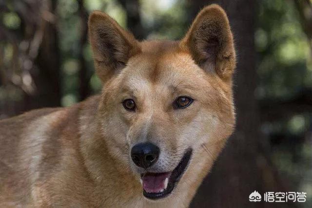 2019中华藏獒网:中华田园犬和藏獒哪个更聪明一些，为什么？
