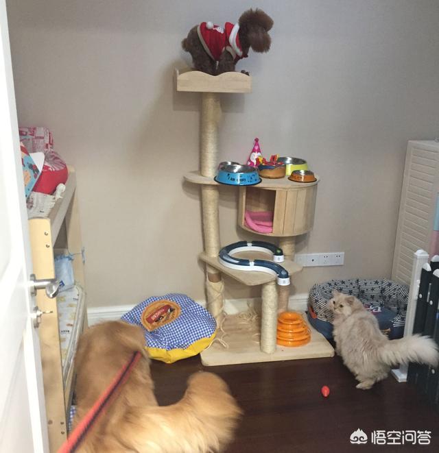 调教女犬:金毛在幼龄期怎么调教？怎么教它一些动作或者让它学习一些东西？