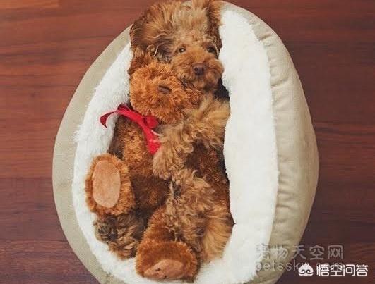 狗狗绝育:狗狗什么时候作绝育最佳？需要准备什么？
