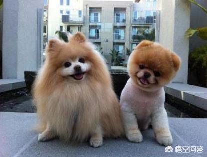 哈多利系博美犬价格报价行情:博美犬标准体重是多少，该怎样养这种狗？