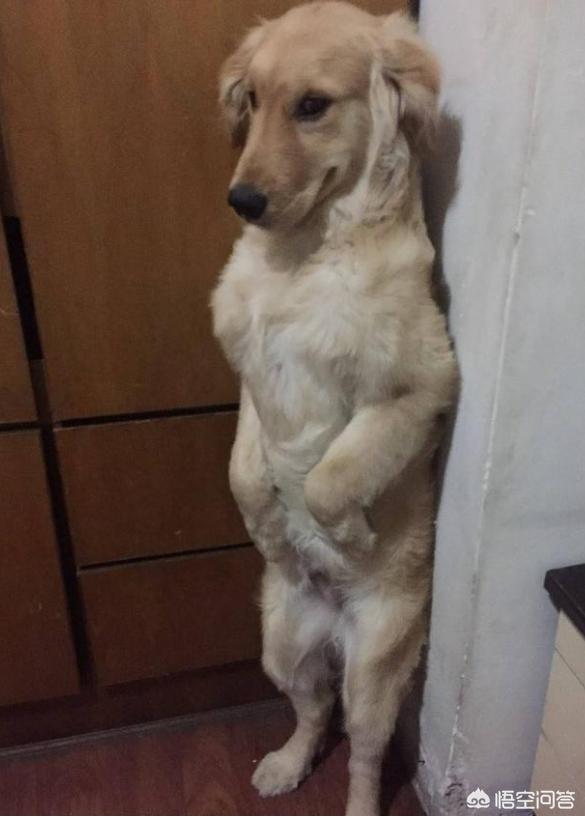 金毛犬有什么缺点？插图49