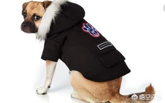 八哥犬衣服怎么做:狗狗的四脚衣服如何制做？