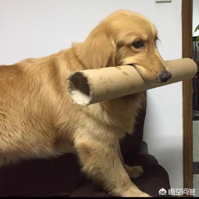 调教女犬:金毛在幼龄期怎么调教？怎么教它一些动作或者让它学习一些东西？